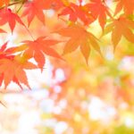 11月の稽古日