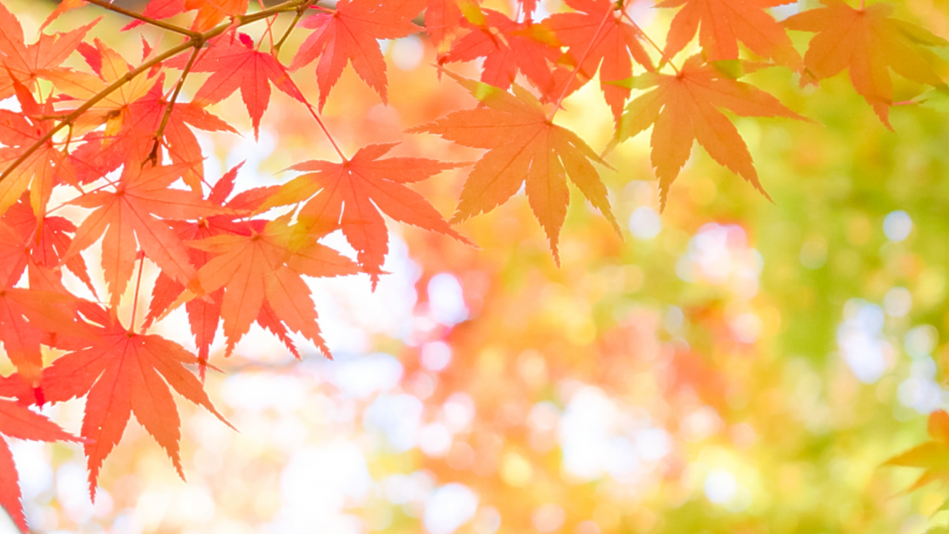11月の稽古日